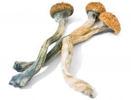 Dried Shrooms - Magic Mushrooms - Syzegy