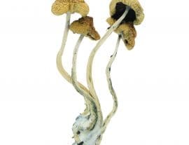 Dried Shrooms - Magic Mushrooms - Brazilian