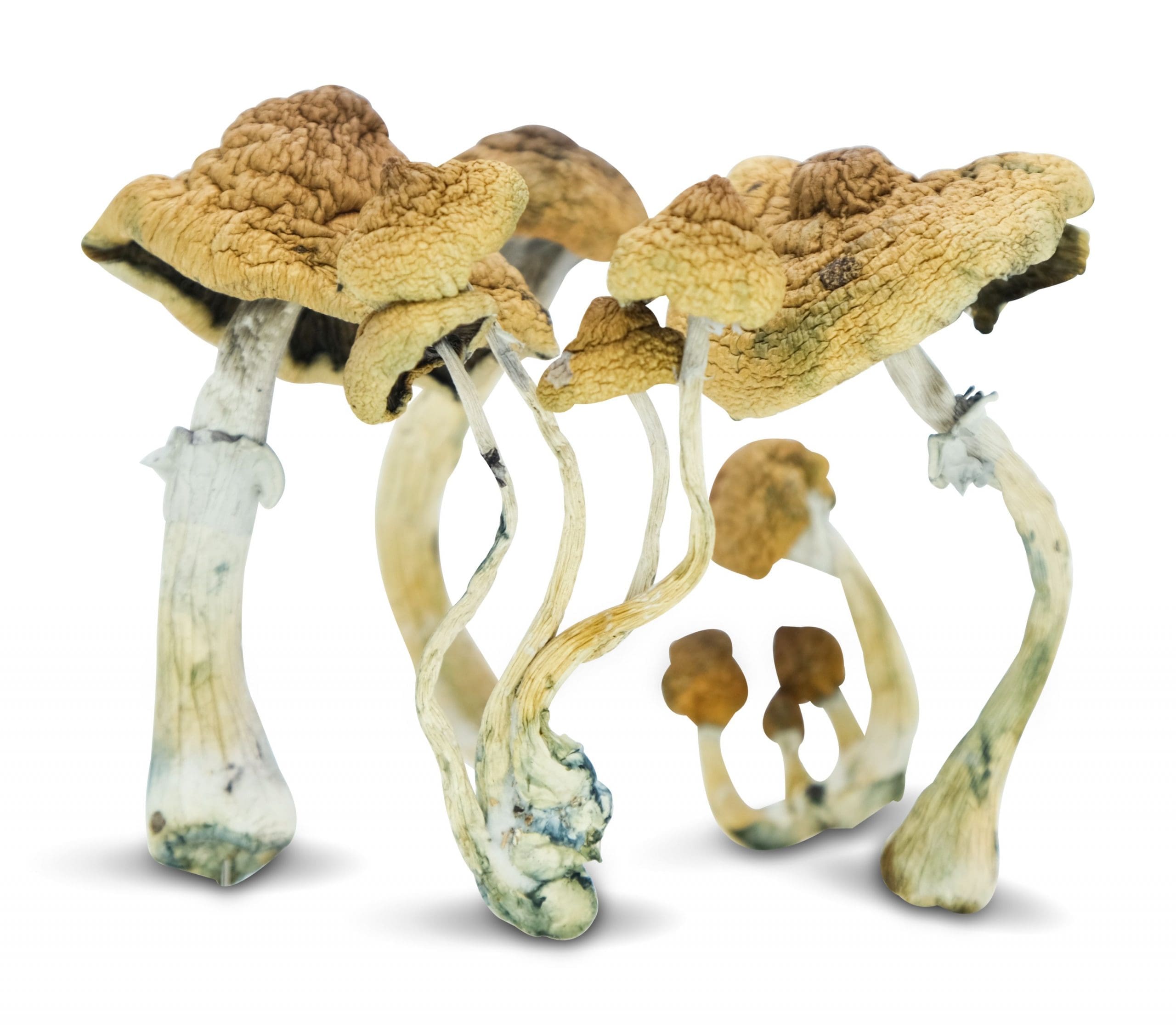 shrooms Are there different kids of shrooms?
