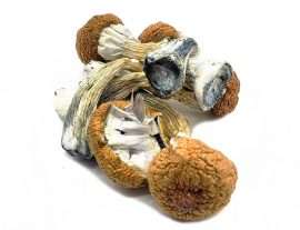 Dried Shrooms - Magic Mushrooms - Blue Meanies