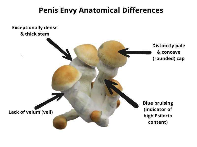 Penis-envy penis envy mushrooms