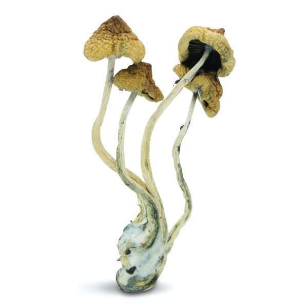 shrooms