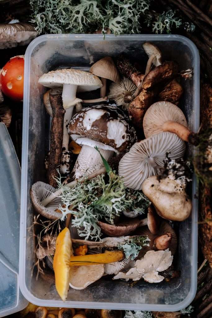 healing-shrroms a box full of healing mushrooms