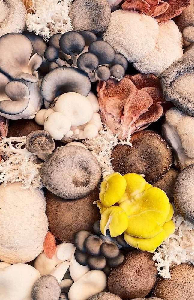 healthy-mushroom-blend