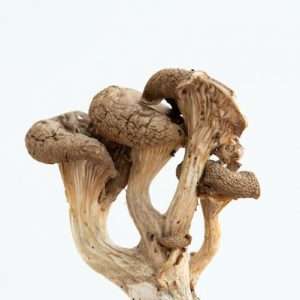 dried oyster mushrooms