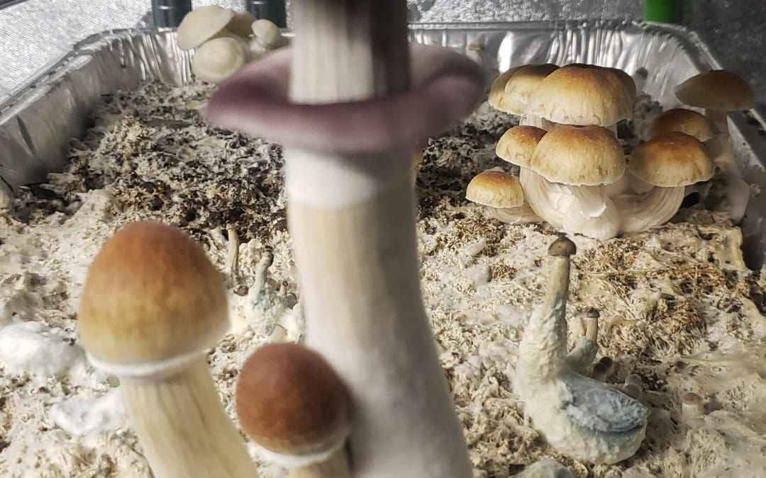 Grow your own shrooms here's how