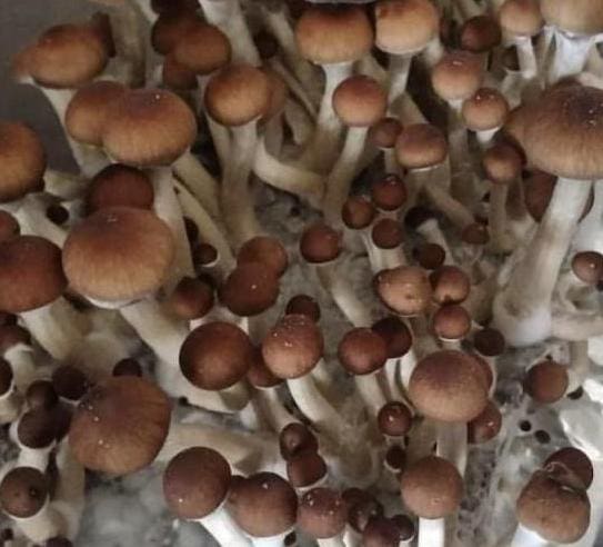 Mazatapec magic mushrooms image