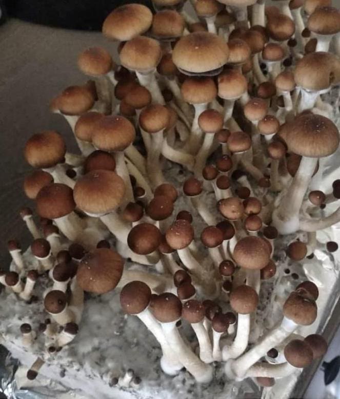 Mazatapec magic mushrooms